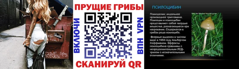 Псилоцибиновые грибы Psilocybe  Сосновка 